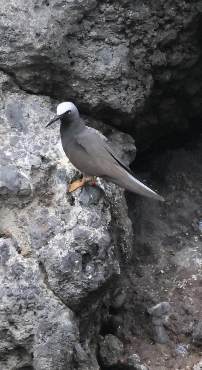 Black Noddy - ML637186691