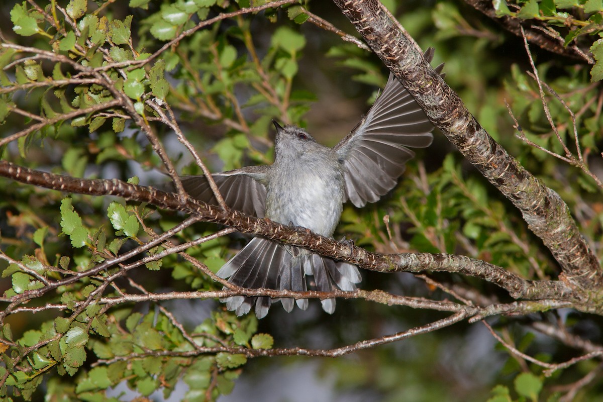 Gray Gerygone - ML637186701