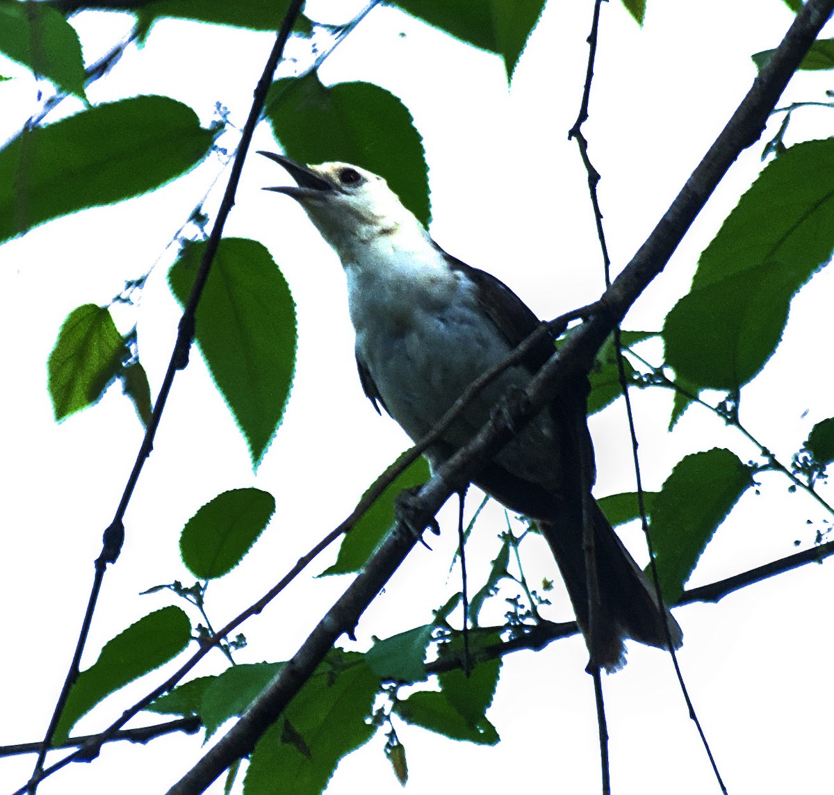 White-headed Wren - ML637186731