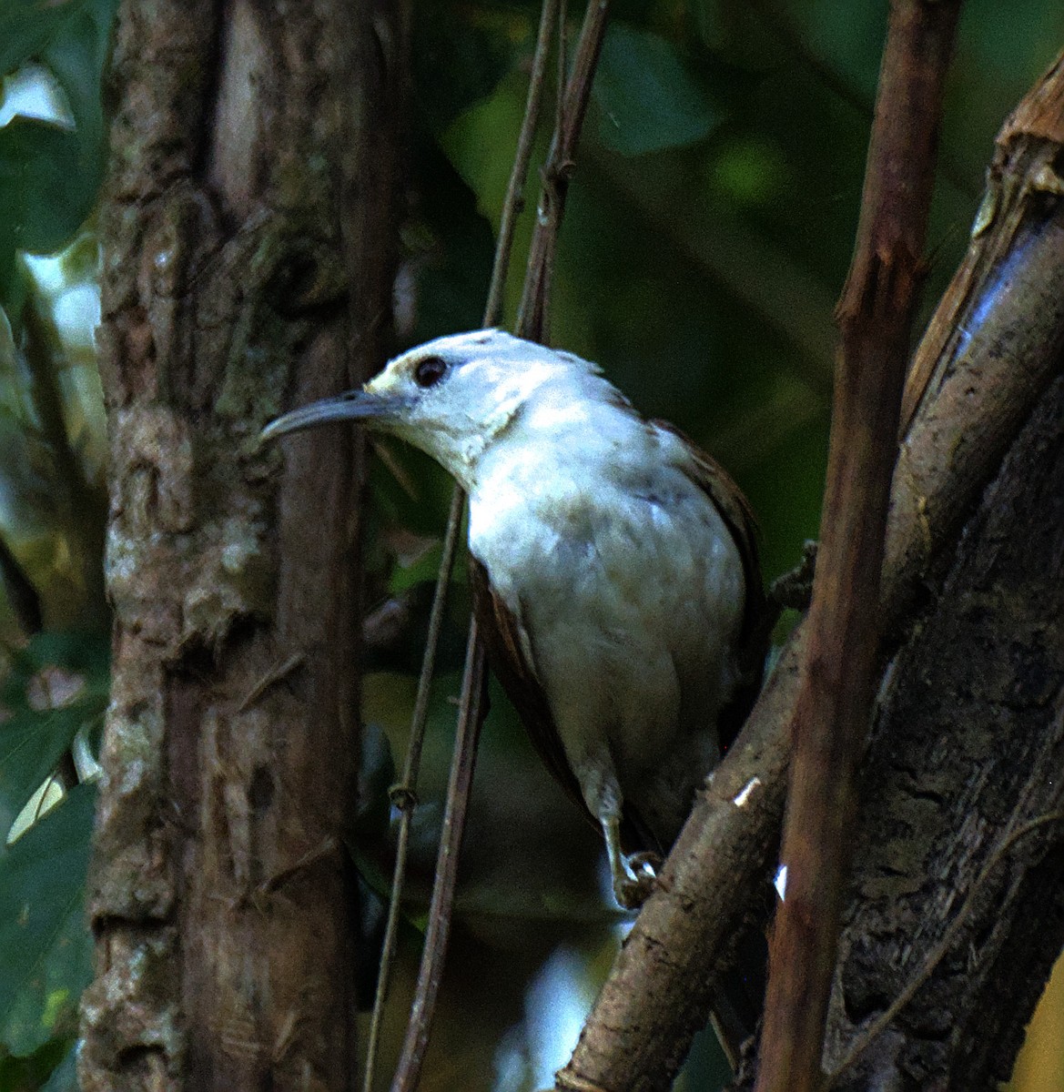 White-headed Wren - ML637186733