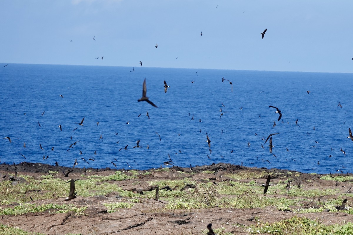 Wedge-rumped Storm-Petrel - ML637186791