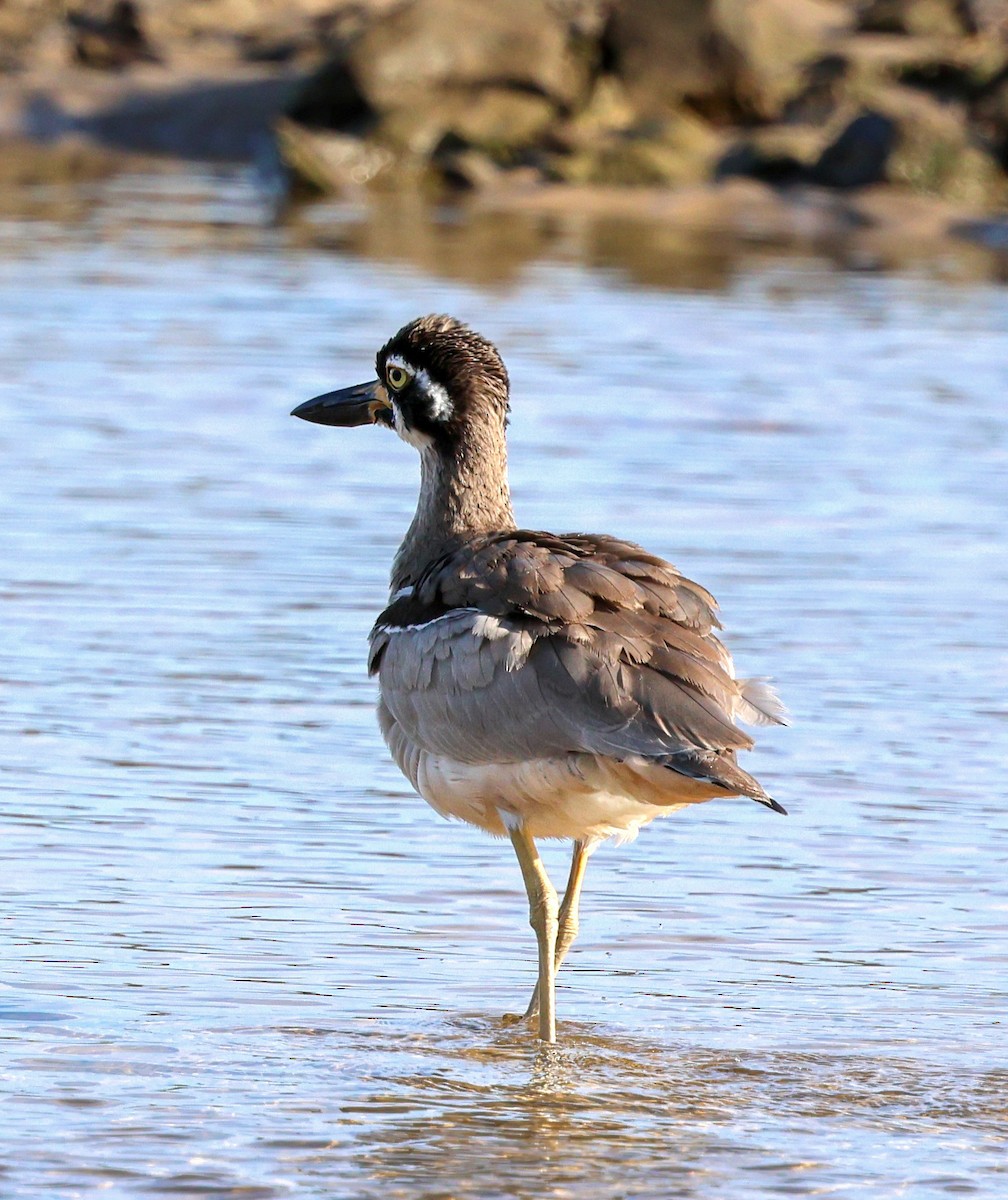 Beach Thick-knee - ML637186803