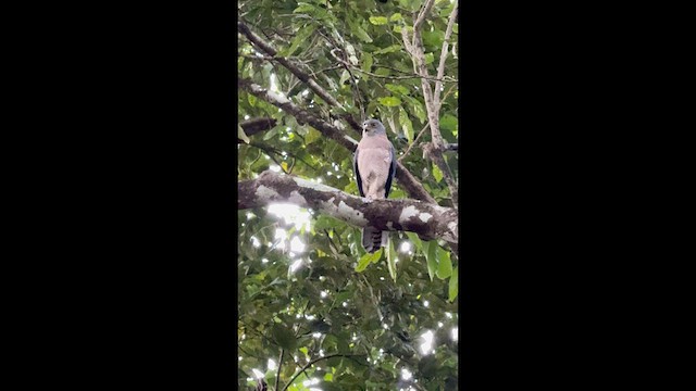 Brown Goshawk - ML637186907