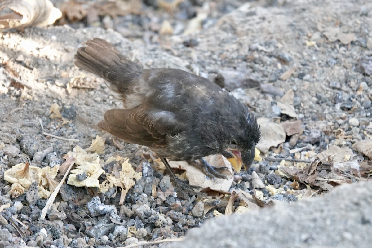 Large Ground-Finch - ML637186920
