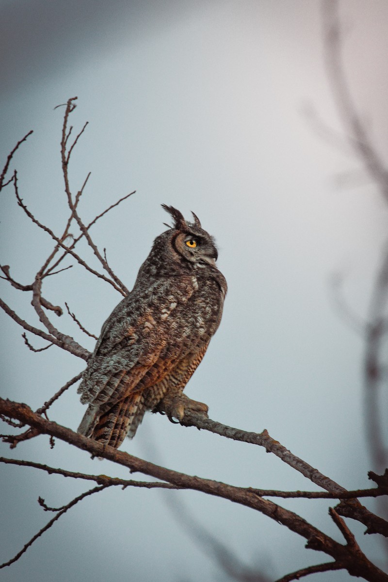 Great Horned Owl - ML637186932