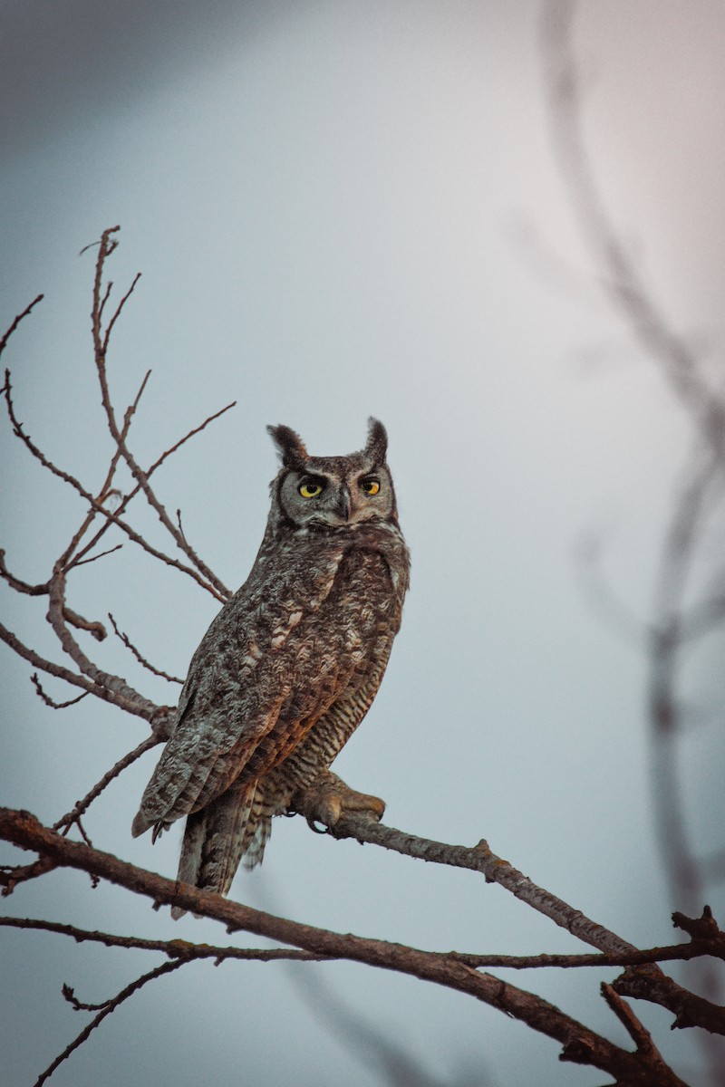 Great Horned Owl - ML637186933