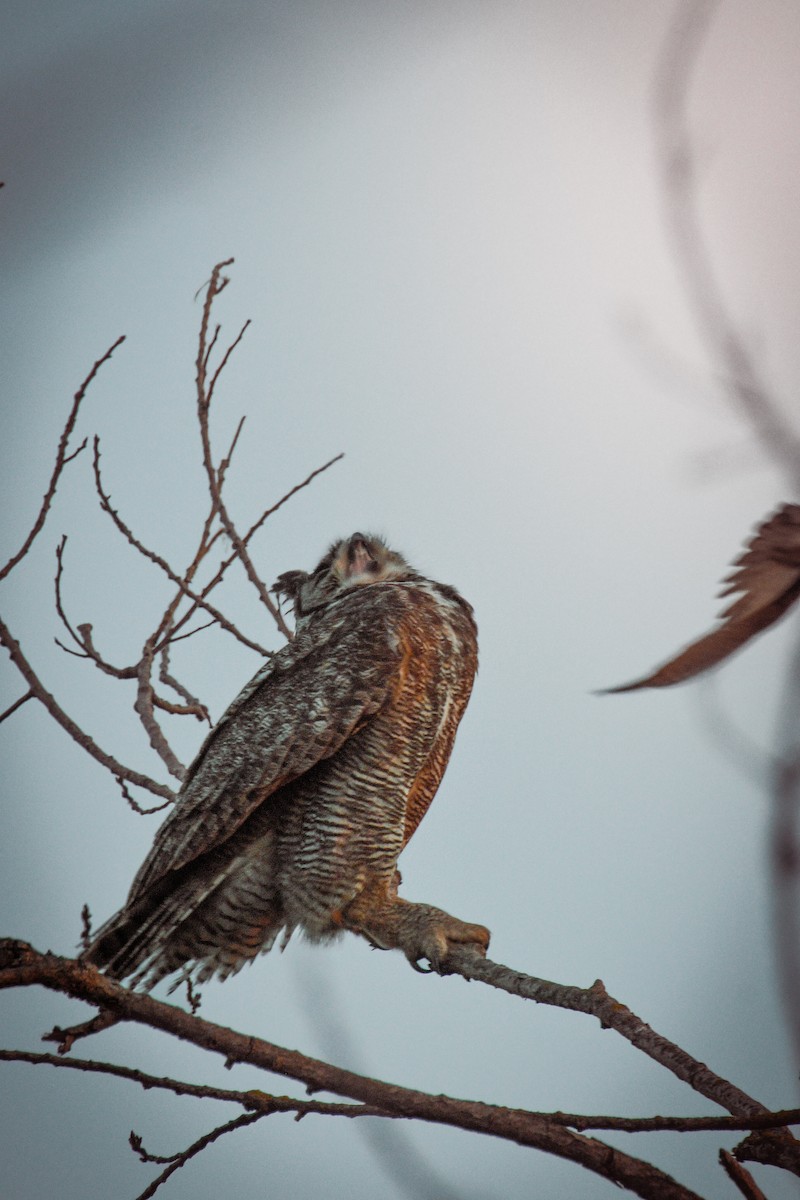 Great Horned Owl - ML637186934