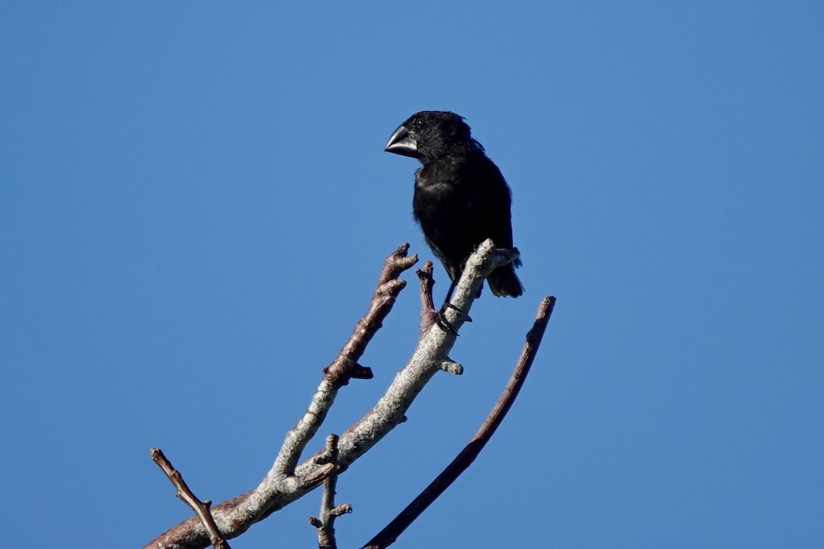 Large Ground-Finch - ML637186942