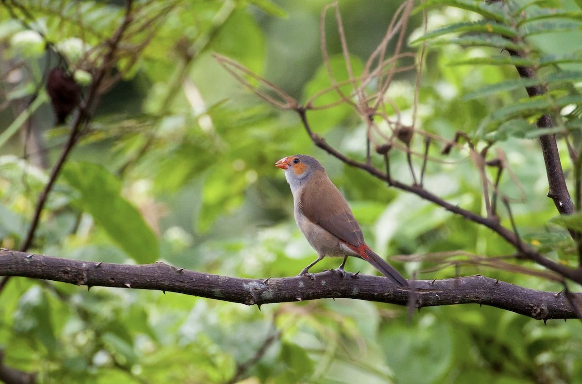Orange-cheeked Waxbill - ML637187093