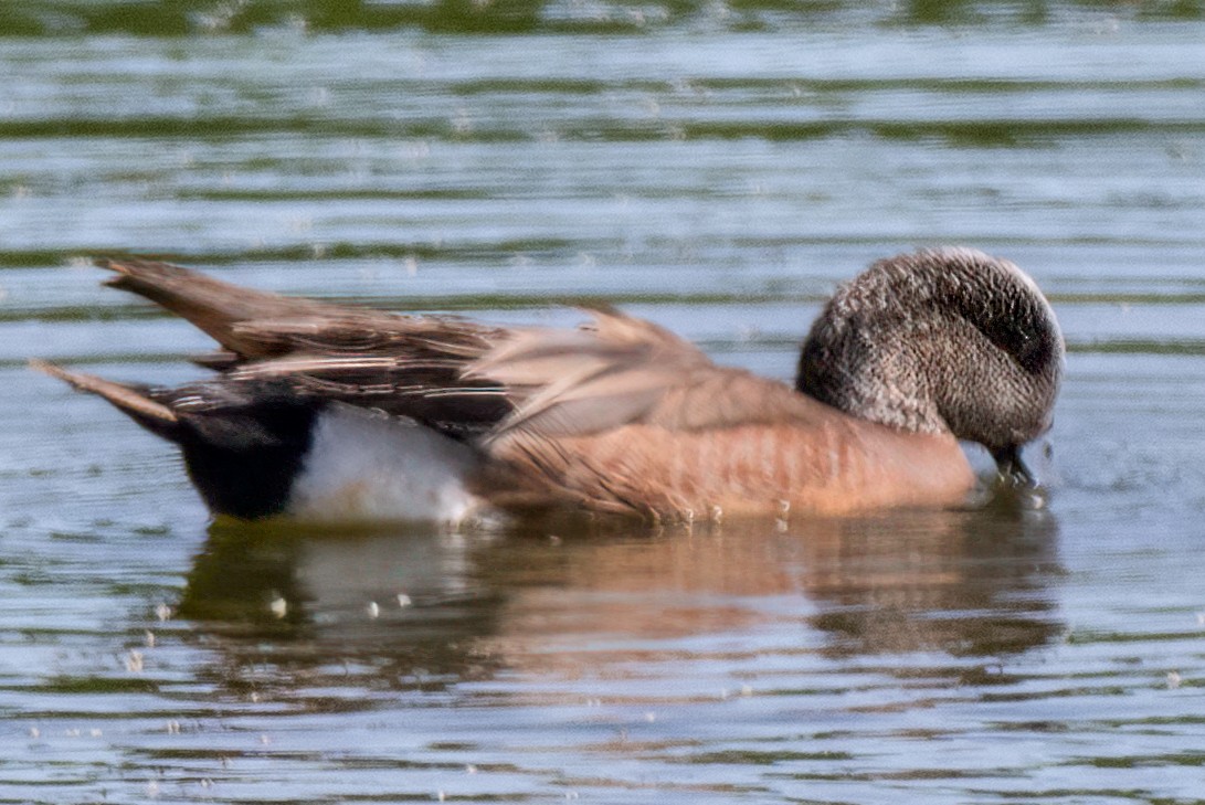 American Wigeon - ML637187111