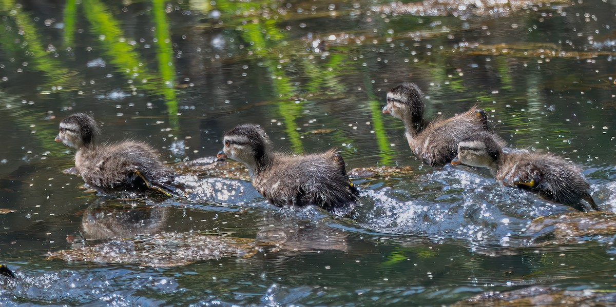 Wood Duck - ML637187140