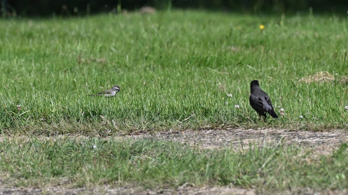 Black-throated Sparrow - ML637187143