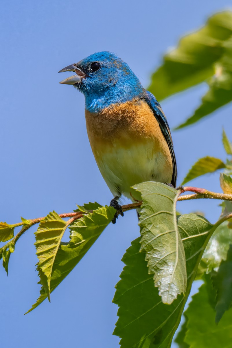 Lazuli Bunting - ML637187153