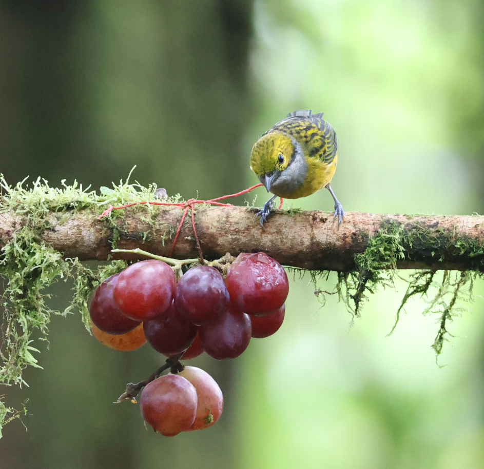 Silver-throated Tanager - ML637187185