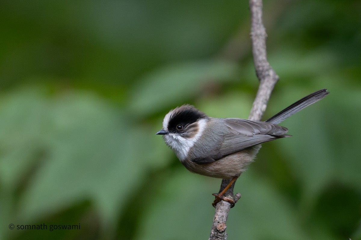 White-throated Tit - ML637187270