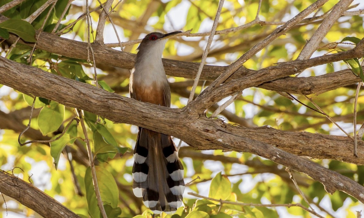 Puerto Rican Lizard-Cuckoo - ML637187278