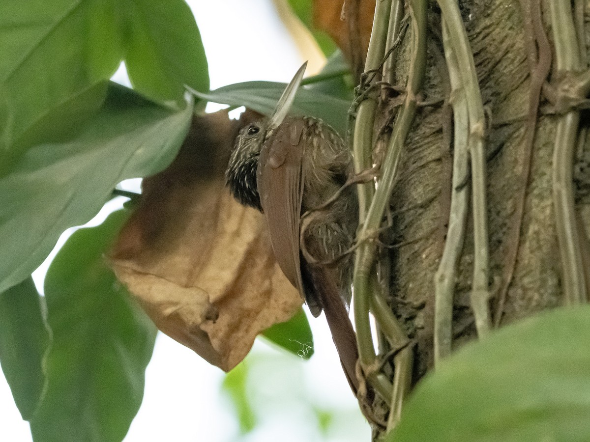 Ivory-billed Woodcreeper - ML637187297