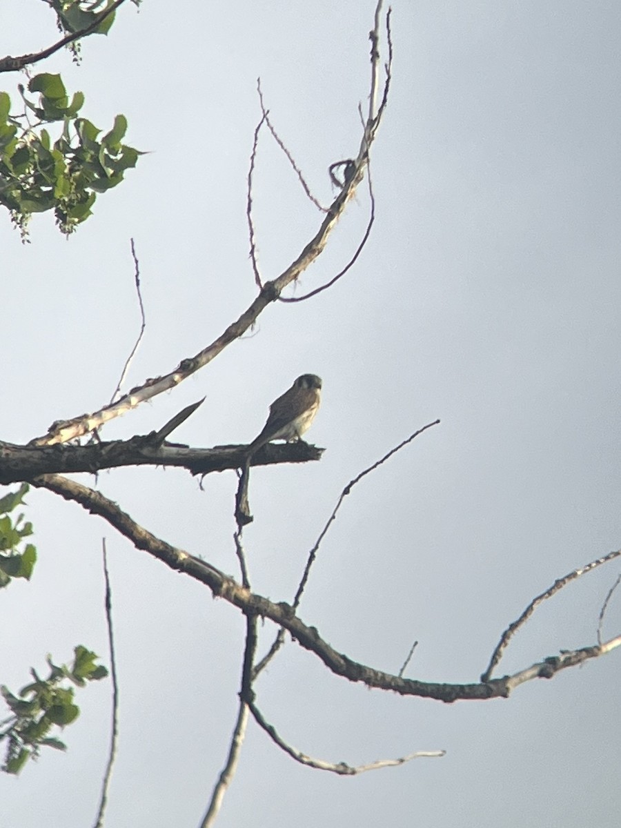 American Kestrel - ML637187305