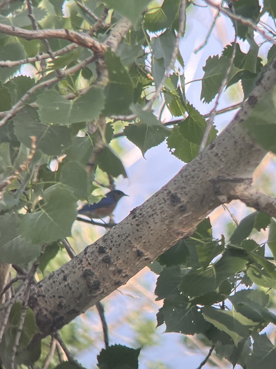 Eastern Bluebird - ML637187307