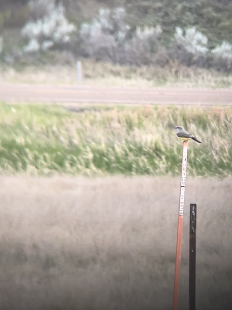 Western Kingbird - ML637187351