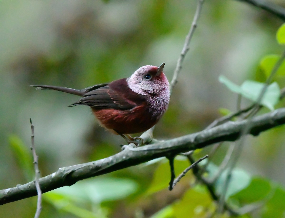 Pink-headed Warbler - ML637187365