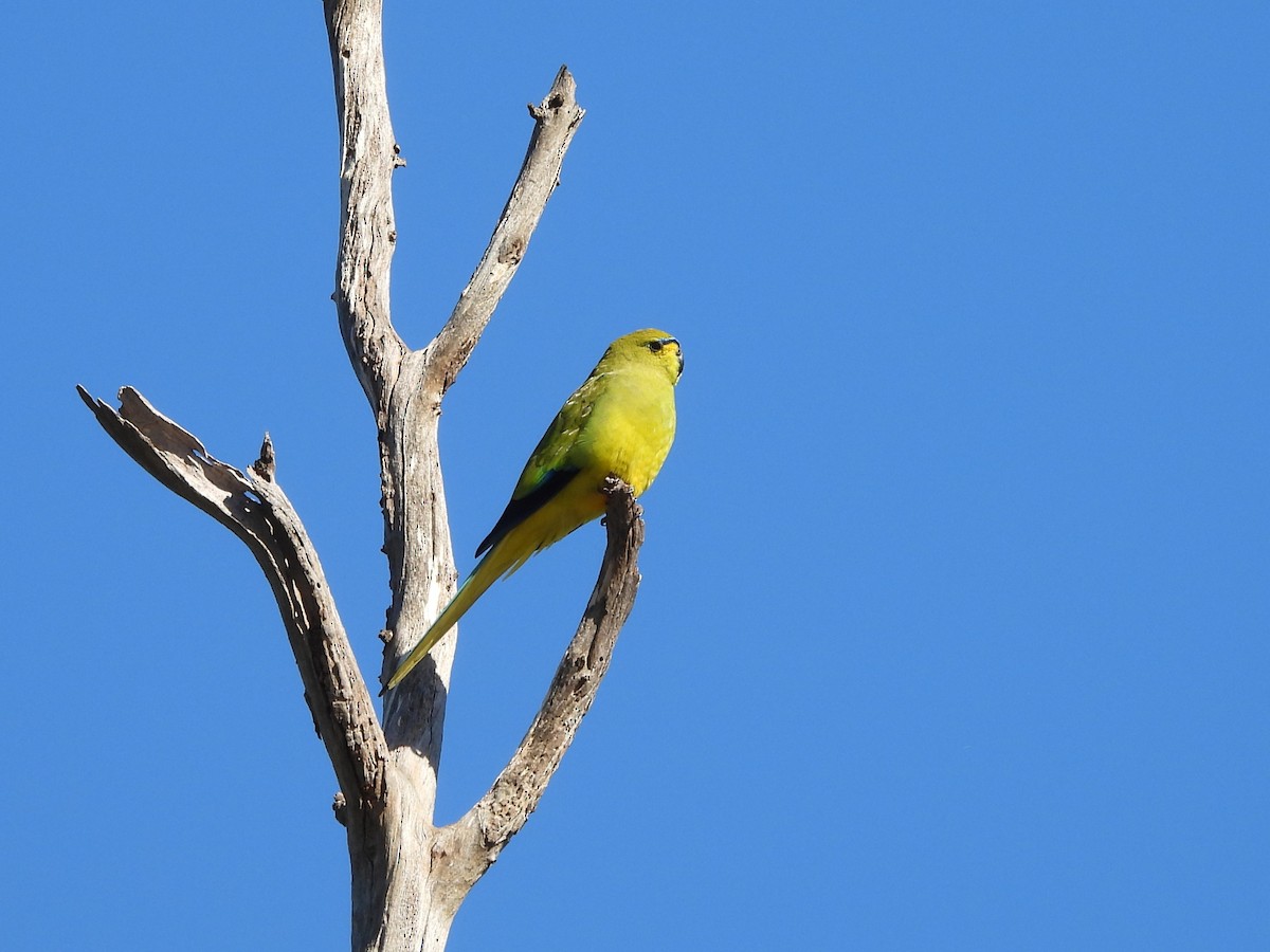 Elegant Parrot - ML637187368
