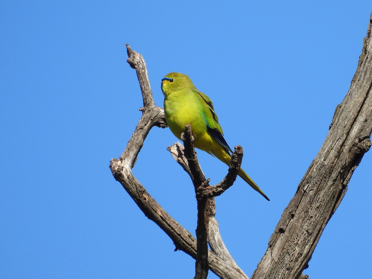 Elegant Parrot - ML637187369