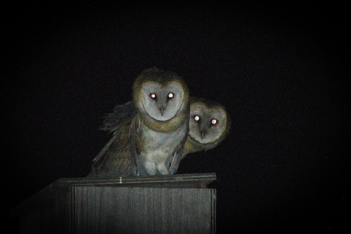 American Barn Owl - ML637187446