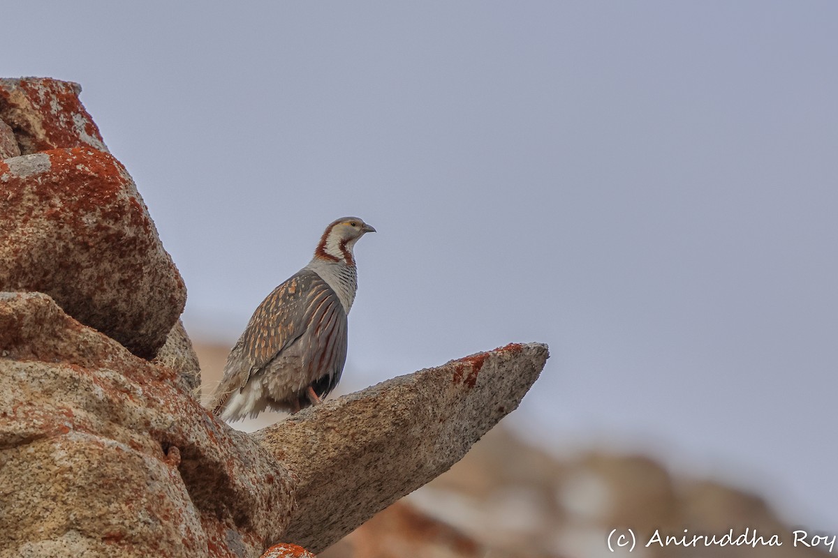 Himalayan Snowcock - ML637187451