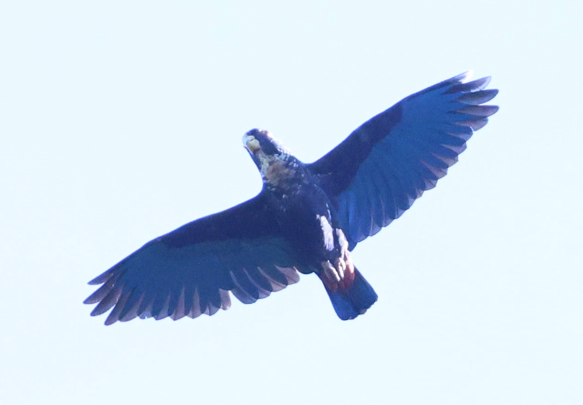 Bronze-winged Parrot - ML637187471