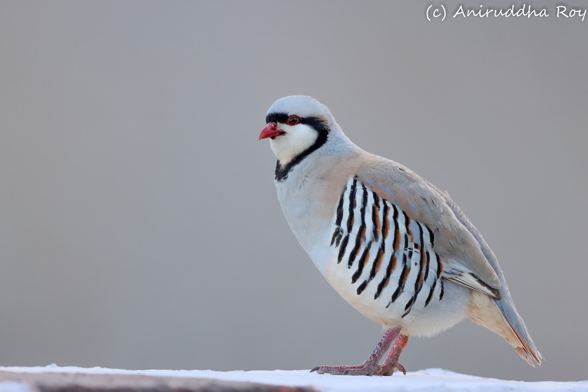 Chukar - ML637187484