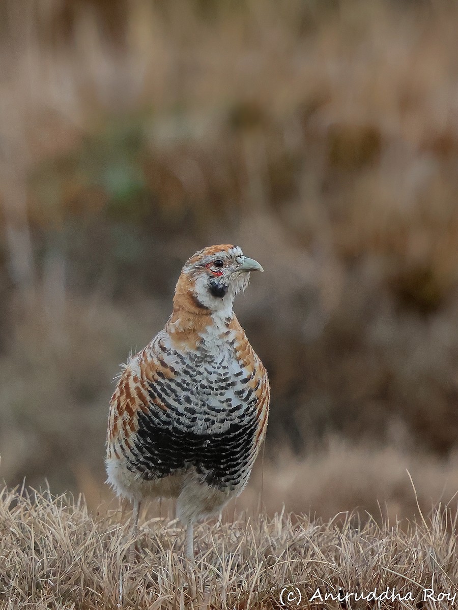 Tibetan Partridge - ML637187554