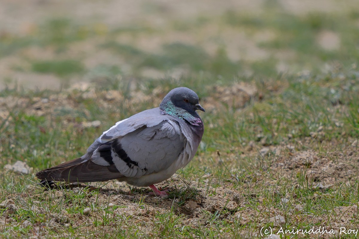 Pigeon des rochers - ML637187565