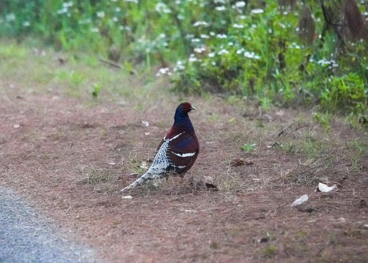 Mrs. Hume's Pheasant - ML637187566