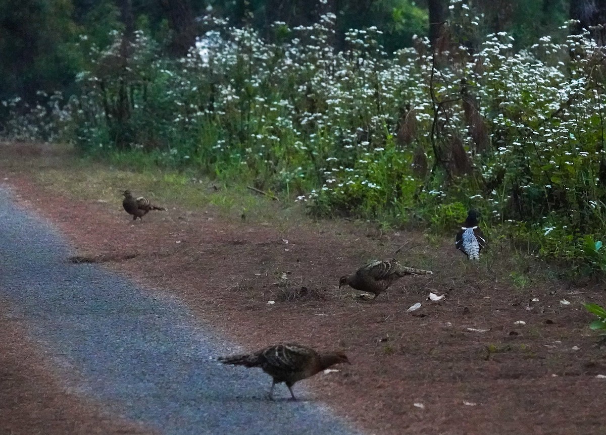 Mrs. Hume's Pheasant - ML637187569