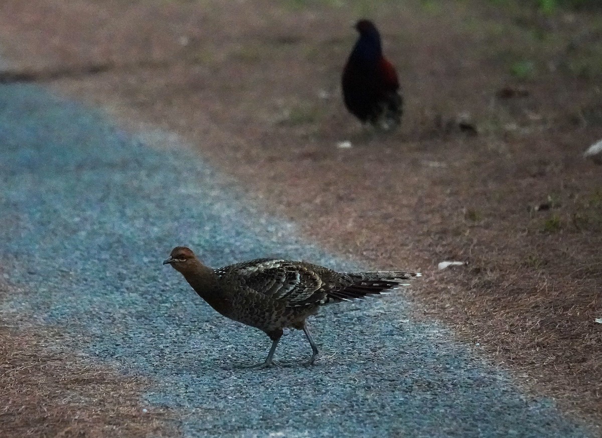 Mrs. Hume's Pheasant - ML637187573