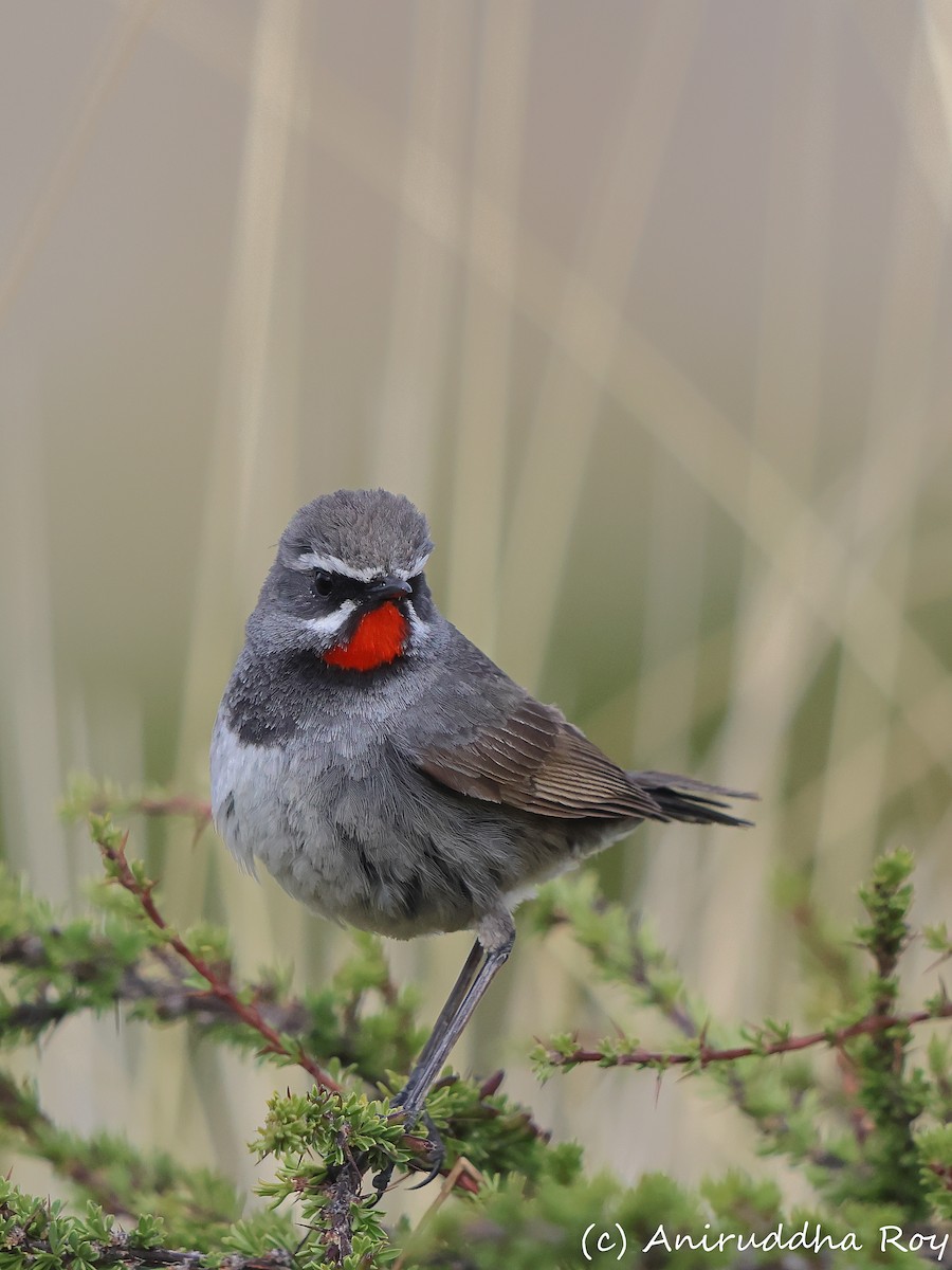 Chinese Rubythroat - ML637187587