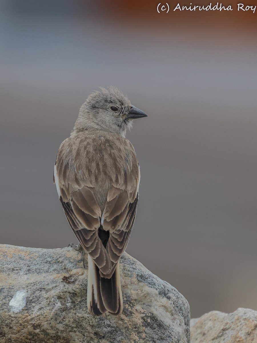 Black-winged Snowfinch - ML637187601