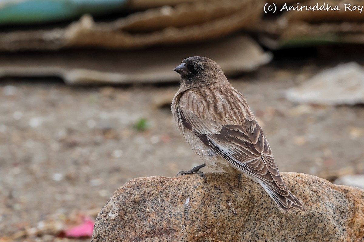 Black-headed Mountain Finch - ML637187609