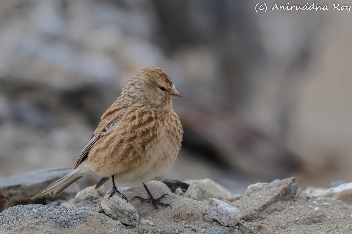 Twite - ML637187612