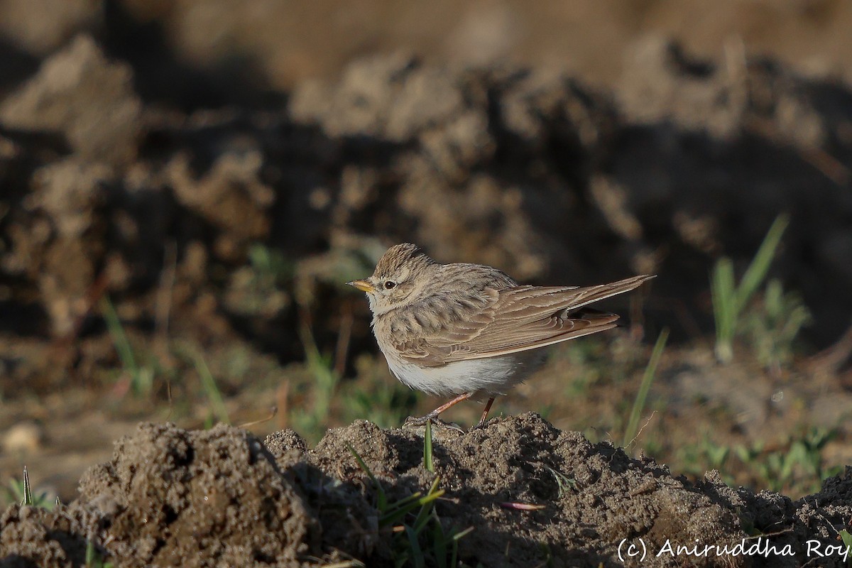 Hume's Lark - ML637187655