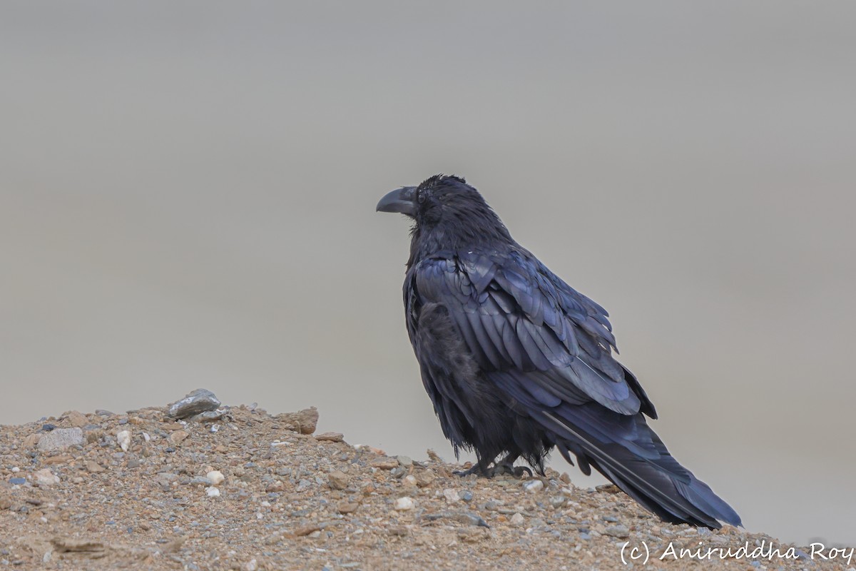 Common Raven - ML637187668