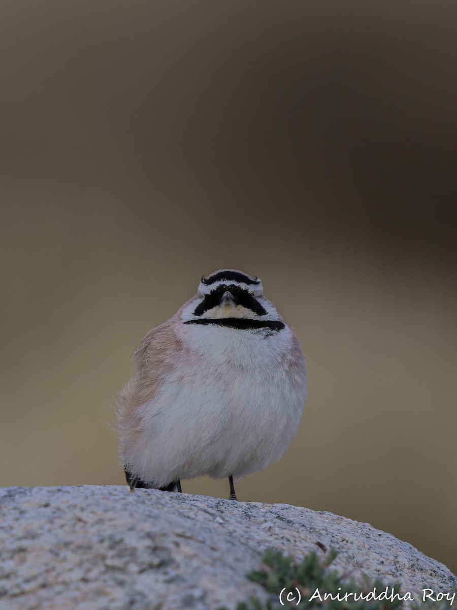 Horned Lark - ML637187677