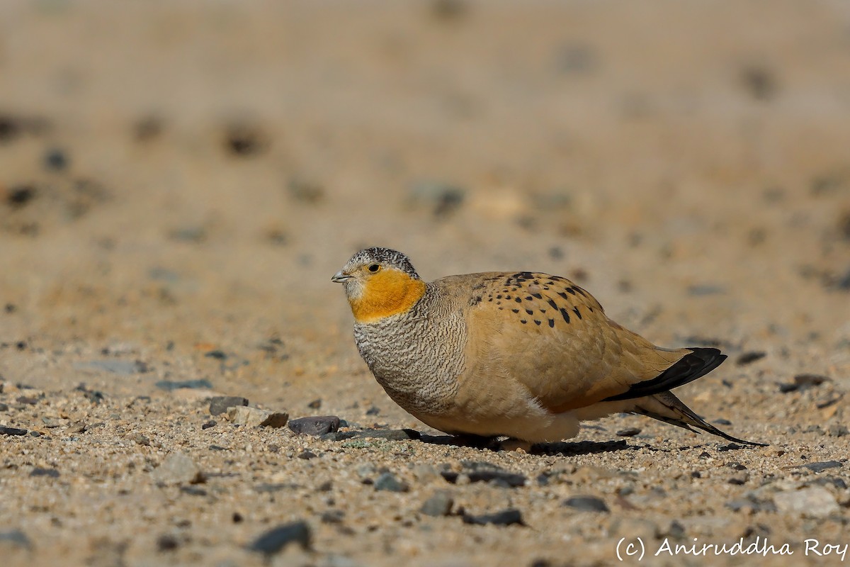 Tibetan Sandgrouse - ML637187697