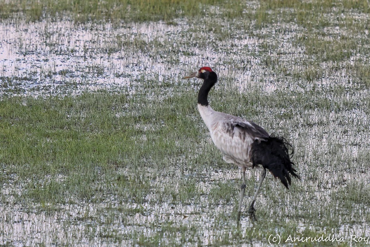 Black-necked Crane - ML637187711