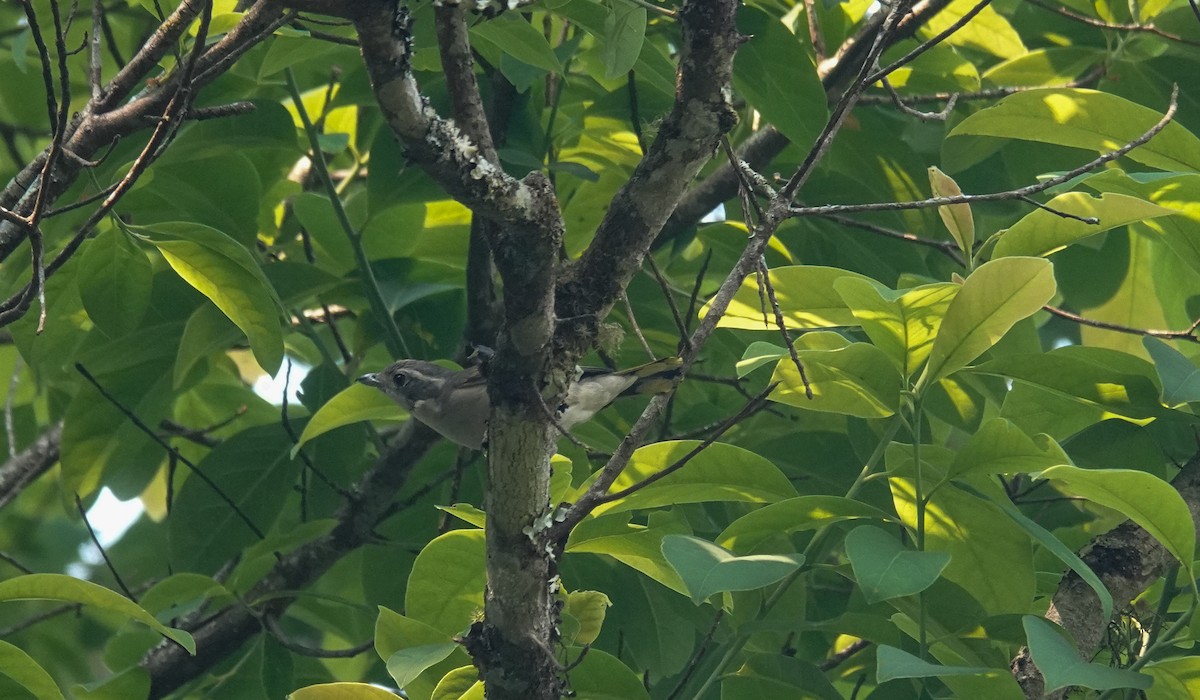 White-browed Shrike-Babbler (Blyth's) - ML637187715