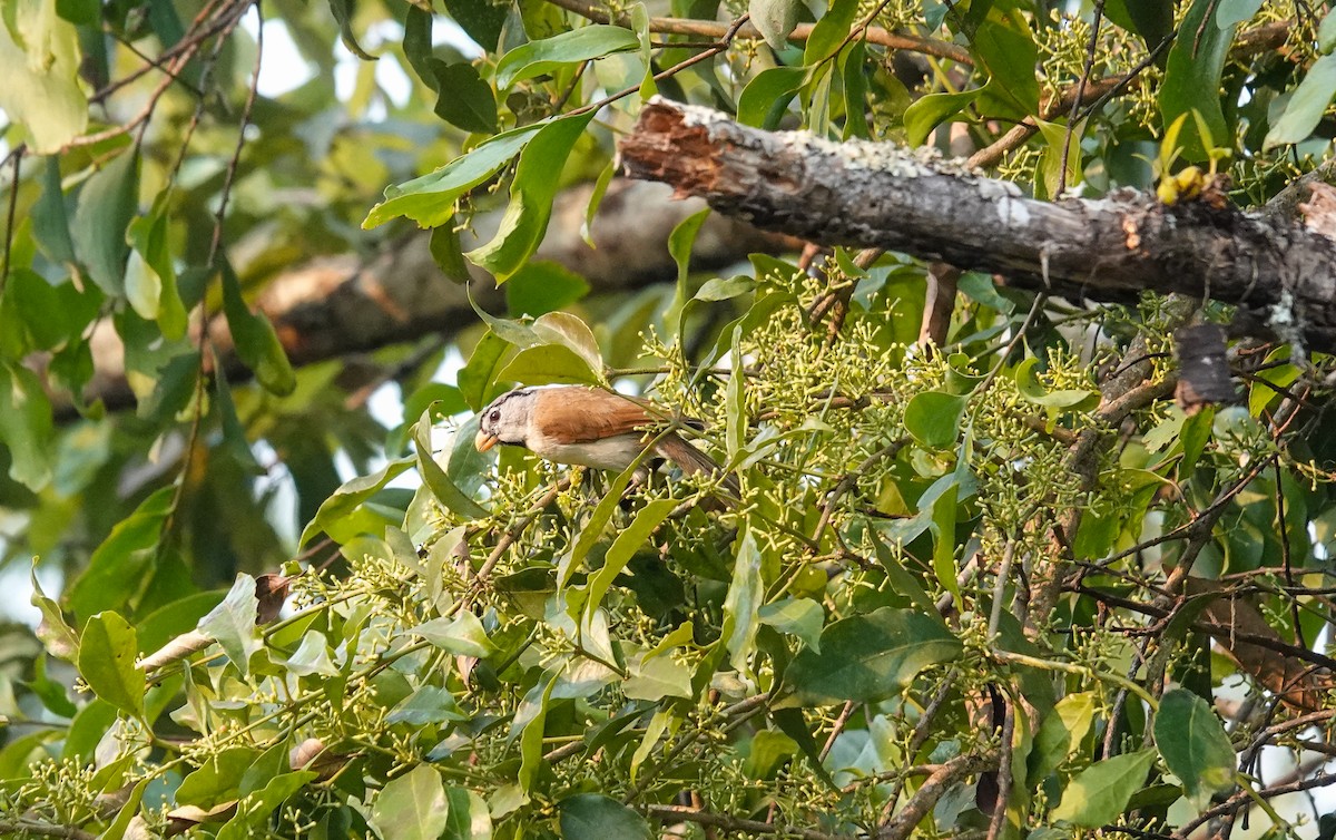 Gray-headed Parrotbill - ML637187731