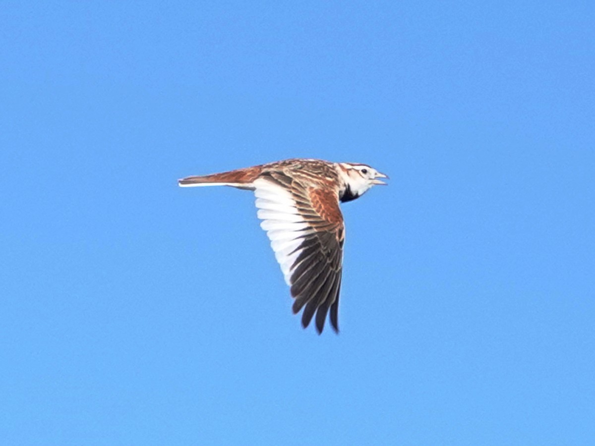 Mongolian Lark - ML637187742