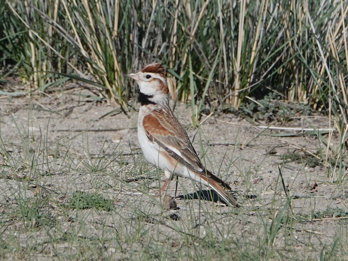 Mongolian Lark - ML637187743