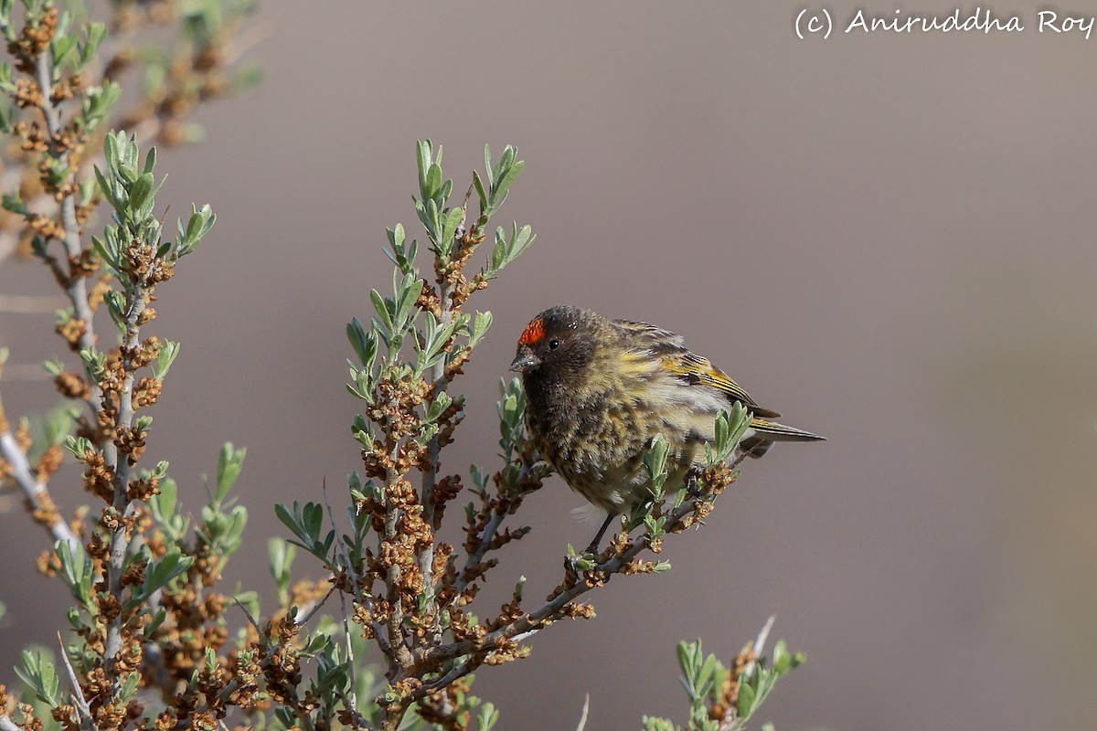 Fire-fronted Serin - ML637187747